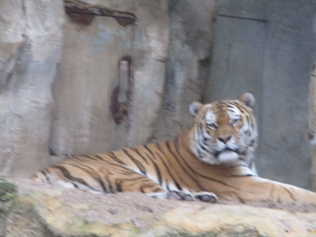 IMG-1458.JPG